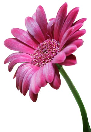 Pink Flower